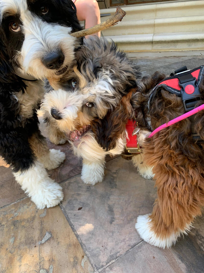 Cham Cham, Kokum, &amp; Cheekoo