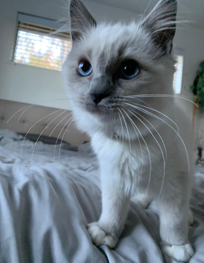 Sir Pounce